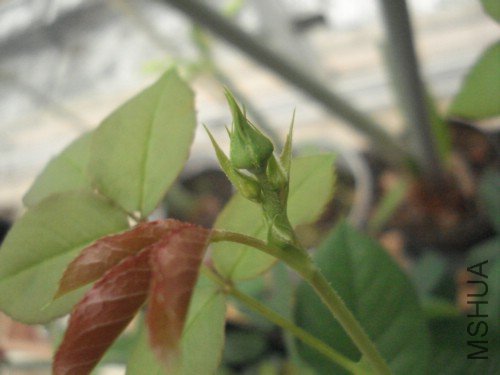 �Ų��Ļ���