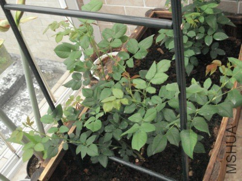 �Ų�Ҳ�в��ٻ���