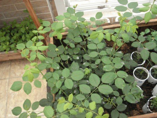 �ƽ������10��С������