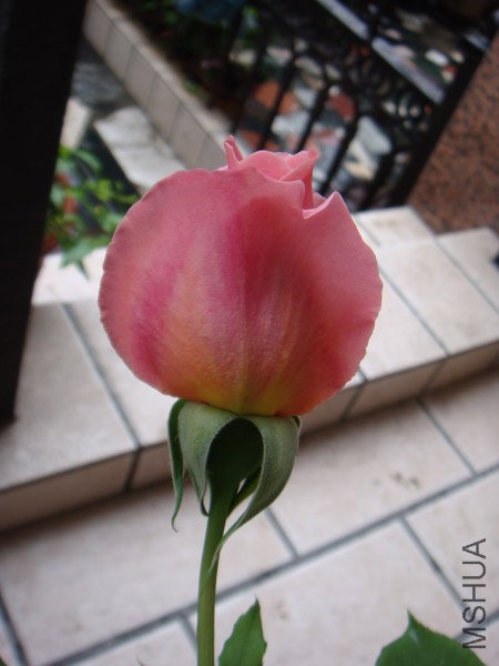DSC02337.JPG