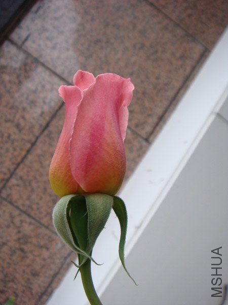 DSC02338.JPG
