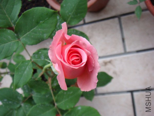 DSC02364.JPG