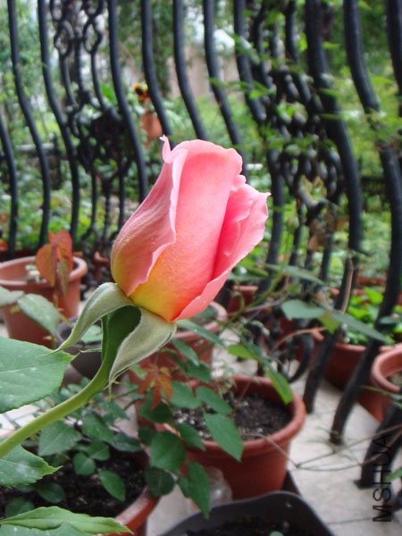 DSC02339.JPG