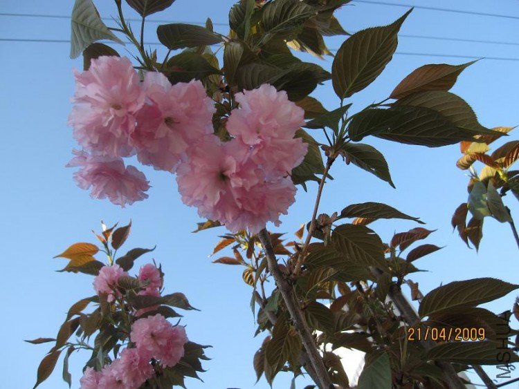 ��Ƭ 062.jpg