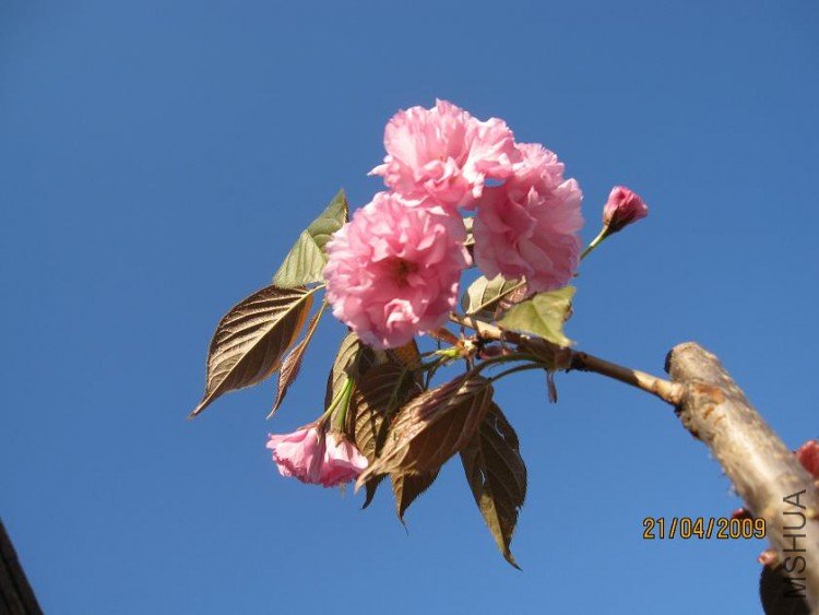 ��Ƭ 013.jpg