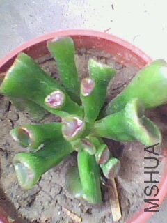 IMG0104A.jpg