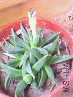 IMG0106A.jpg