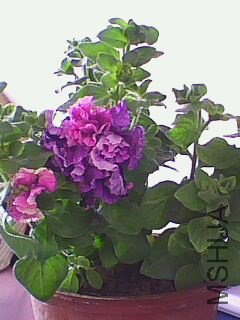 IMG0112A.jpg