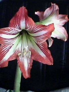 IMG0138A.jpg