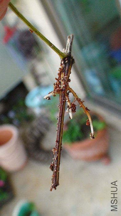 ��֦�Ѿ������������Ľ����Ŀ������ڷŻ���ʯʱ��С�ģ����һ�����������۶��ˣ��������ܺ�ȡ���������� ...