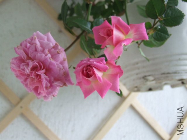 ʢ���ͻ���