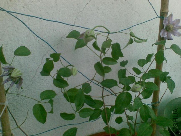 20090424(002).JPG