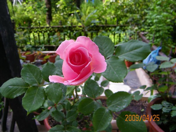 100_0225.JPG