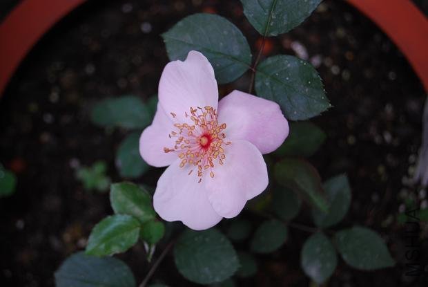 ΢������