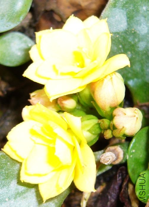 ���µ�֦��û����ӣ�˳�ֲ�û�뵽�ֿ�����