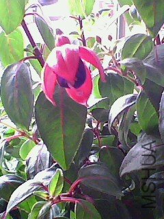 IMG0151A.jpg