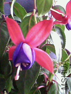 IMG0155A.jpg