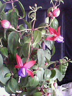 IMG0156A.jpg