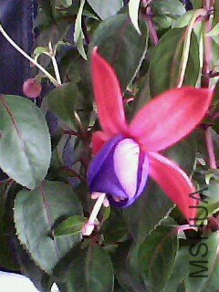 IMG0152A.jpg