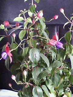 IMG0154A.jpg