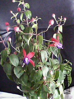 IMG0153A.jpg