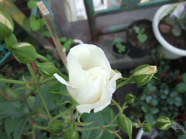 DSCF3441.JPG