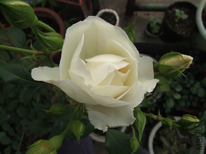DSCF3442.JPG