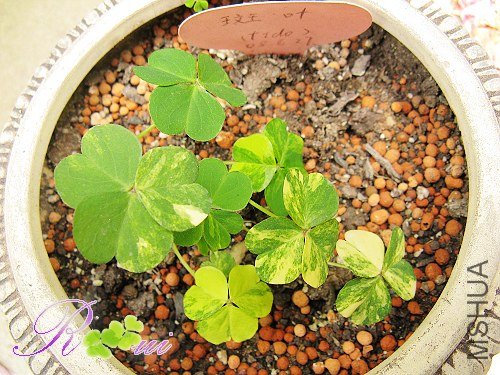 Oxalis corymbosa 'Aureoreticulata' 28.jpg