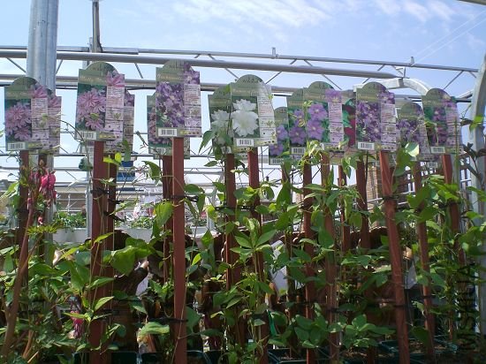 ������,û������ϲ����