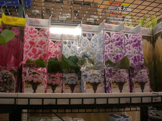 ����,����Ʒ�ֵĵ�һ�μ�.���˰��첻֪����ʲô��ɫ,���Բ�����