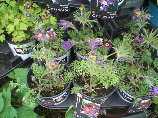 �����ĳЩͬ־ϲ���������Ӱ�?