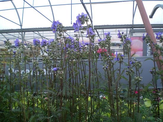 �����ʲô,������ʶ