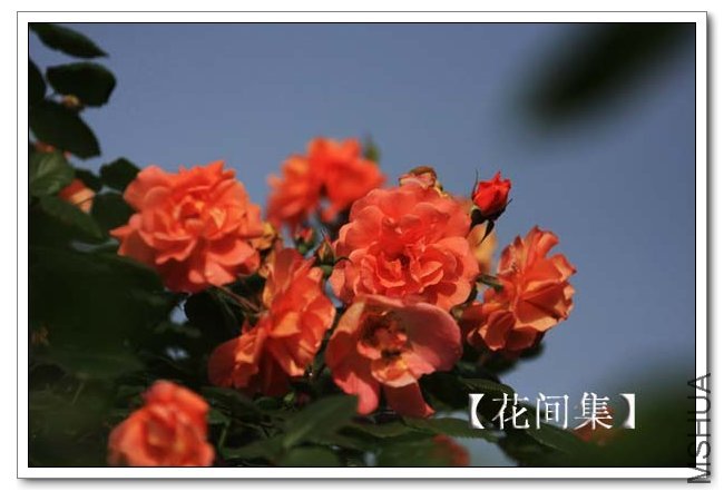 IMG_5446 ����.jpg