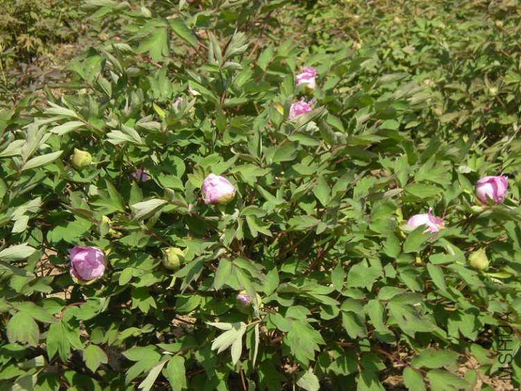 ��Ƭ 086.jpg