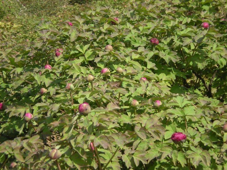 ��Ƭ 090.jpg
