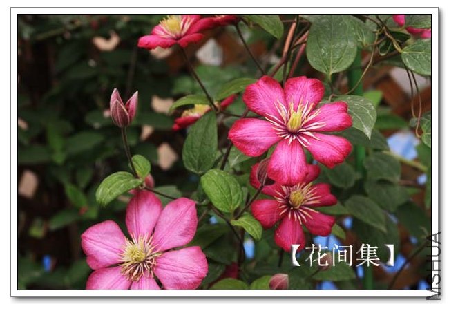 IMG_9378 ����.jpg