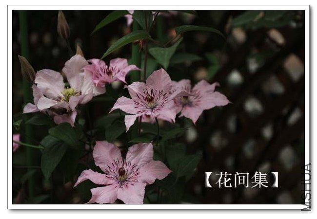 IMG_9387 ����.jpg