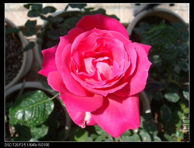nEO_IMG_DSC02184.jpg