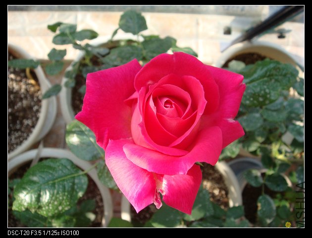 nEO_IMG_DSC02175.jpg
