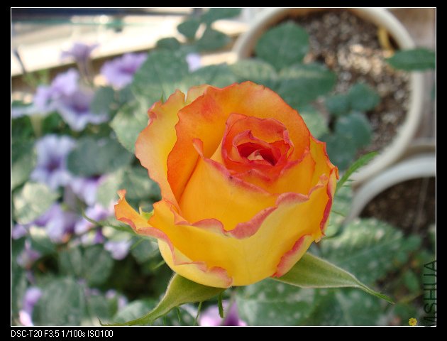 nEO_IMG_DSC02177.jpg