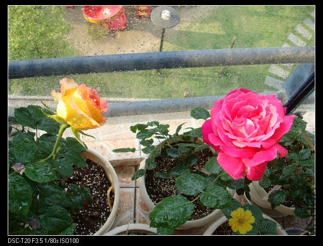 DSC02209.JPG