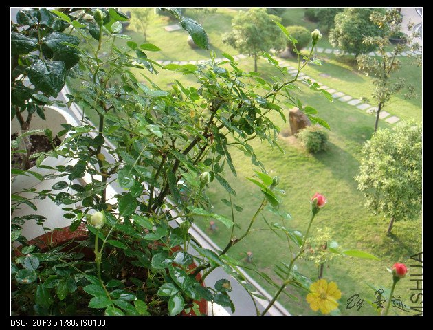 DSC02211.JPG