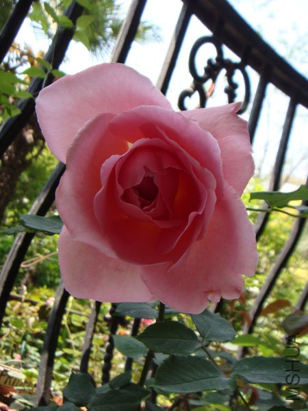 DSC02417.JPG