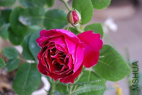 nEO_IMG_DSC_0173.jpg