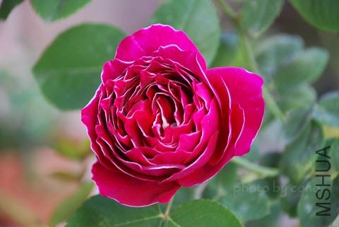 nEO_IMG_DSC_0164.jpg