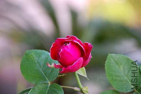 nEO_IMG_DSC_0174.jpg