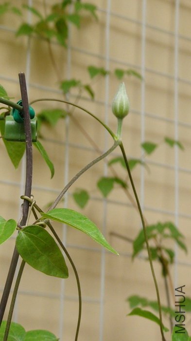 4-17�յĻ����ֳ�����һЩ��