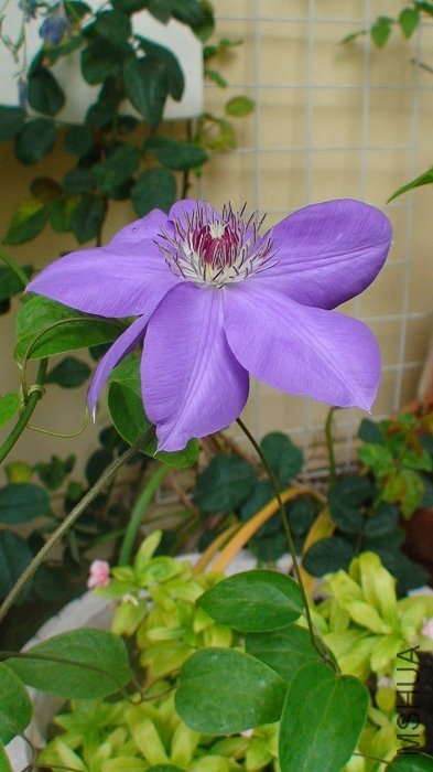 �ڶ��쿪�ǿ��ˣ��ɻ���ȫ�������ţ����ǿ�����ĵ���������ӣ�������ƽ����