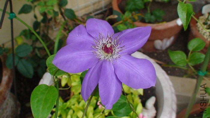 ���һ����д����8�����꣡�ȵ�һ��Ļ�Ҫ�������