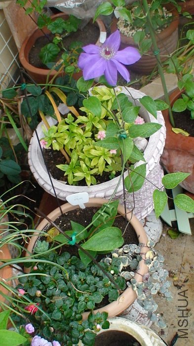 ����ȫ���ա���ʵȫ�껹����60CM�ߡ�